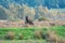 Two fighting wild brown Exmoor ponies, against a forest and reed background. Biting, rearing and hitting. autumn colors