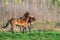 Two fighting wild brown Exmoor ponies, against a forest and reed background. Biting, rearing and hitting. autumn colors