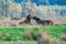 Two fighting wild brown Exmoor ponies, against a forest and reed background. Biting, rearing and hitting. autumn colors