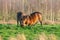 Two fighting wild brown Exmoor ponies, against a forest and reed background. Biting, rearing and hitting. autumn colors