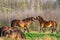 Two fighting wild brown Exmoor ponies, against a forest and reed background. Biting, rearing and hitting. two horse