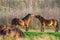 Two fighting wild brown Exmoor ponies, against a forest and reed background. Biting, rearing and hitting. two horse