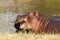 Two fighting young male hippopotamus Hippopotamus