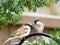 Two Finch Birds Perched on a Wooden Fence