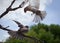 Two finches one flying one on a branch with green tree blue sky and white clouds in background