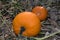 Two fine orange pumpkins growing in raised beds