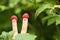 Two fingers with funny faces in raspberry hats on green bush background