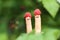 Two fingers with funny faces in raspberry hats on green bush background