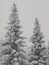 Two fir trees stuck with snow in the Ural mountains of the Chelyabinsk region