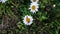 Two fire beetles on a white daisy close-up on a background of green grass