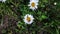 Two fire beetles on a white daisy close-up on a background of green grass