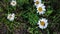 Two fire beetles on a white daisy close-up on a background of green grass