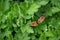 Two Firebug Pyrrhocoris apterus during mating on the leaves