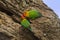 Two Fischer`s lovebird Agapornis fischeri