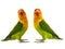 Two fischeri lovebird