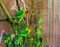 Two fischers lovebirds sitting on a tree branch together, tropical and colorful small parrots from Africa, popular pets in