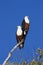 Two Fish Eagles sitting back to back on branch at the top of a tree in Botswana Africa