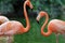 Two flamingo