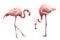 Two flamingo