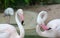 Two flamingo birds is standing to each other, one looks at camera and the other flamingo is bend its neck to be number eight shape