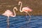 Two flamingo lovers in the lagoon