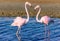 Two flamingo lovers in the lagoon