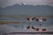 Two flamingoes start flying in Atacama salar