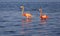 Two flamingos in the blue water in Rio Lagartos, Yucatan, Mexico