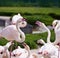 Two flamingos dispute with aggressive mood surrounded by other birds