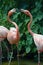 Two Flamingos engaged in a kiss
