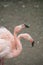 Two Flamingos moving their head with different rythm