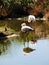 Two flamingos preening in water with reflection
