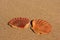 Two flat sea shells on the sand