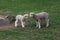 Two Fleecy Little Lambs in a Pasture in Spring