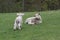 Two Fleecy Little Lambs Playing in a Pasture in Spring