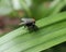 Two flesh flies mating on a green pandan leaf