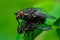 Two flies on a green leaf