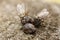 Two flies perching on and absorbing the minerals in the dung in the UK.