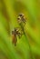 Two flies on plant stem