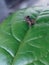 two flies were making out on the texture of a leaf