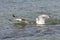 Two floating herring gulls argue about a crab