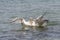 Two floating herring gulls argue about a crab