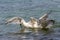 Two floating herring gulls argue about a crab