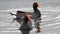 Two Florida Common Moorhens Swimming in Lake