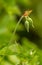 Two flower buds of cranesbill geranium macro