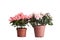 Two flower pot with the blossoming pink azaleas