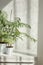 Two flower pots with evergreen houseplant against wall with shadows.