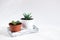 Two flower pots with small succulent plants on a white background. Home floriculture concept