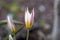 Two flowered tulipa, Tulipa biflora