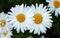 Two flowering daisies. White flowers